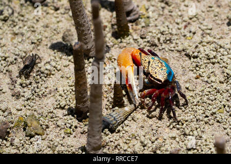 Fiddler crab (UCA) tetragonon homme photographié dans la mangrove, les Seychelles l'île Curieuse en Septembre Banque D'Images