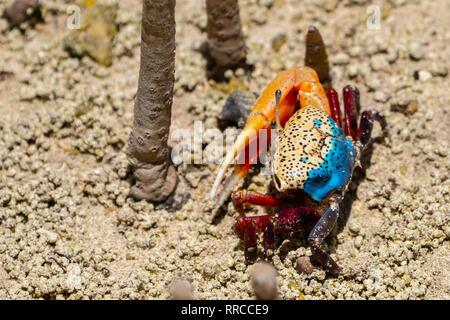 Fiddler crab (UCA) tetragonon homme photographié dans la mangrove, les Seychelles l'île Curieuse en Septembre Banque D'Images