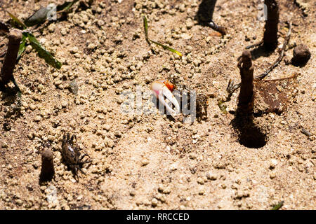 Fiddler crab (UCA) tetragonon homme photographié dans la mangrove, les Seychelles l'île Curieuse en Septembre Banque D'Images