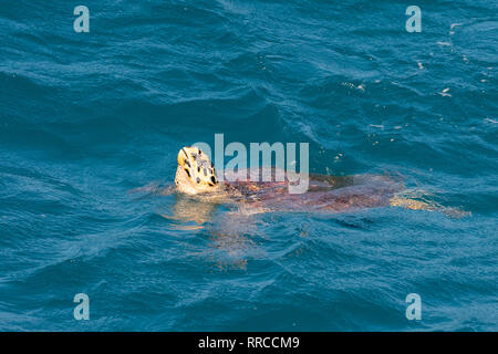 La tortue imbriquée (Eretmochelys imbricata). Seulement les femmes adultes les tortues viennent à terre, le faire pour pondre leurs oeufs. C'est la plus petite du milieu marin Banque D'Images