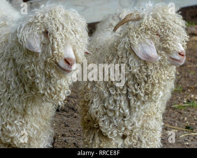 Race de moutons tondus depuis longtemps. Photographié dans l'île du Sud, Nouvelle-Zélande Banque D'Images