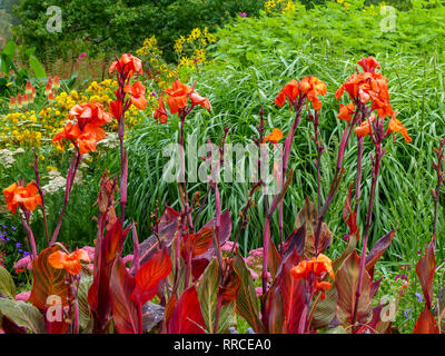 Canna rouge (aussi Canna fleurit) Jardin Botanique, Christchurch, Nouvelle-Zélande, île du Sud Banque D'Images