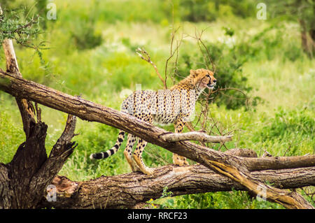 Le guépard perché sur un arbre mort dans le parc au centre du Kenya Samburu Banque D'Images