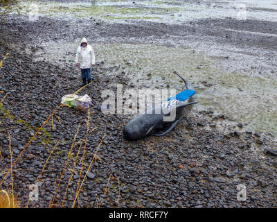 La baleine pilote échoué à la pointe nord de l'île Sud de la Nouvelle-Zélande, près de Blenheim, qui sont pris en charge par les bénévoles de conservation marine Banque D'Images