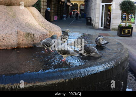 Les pigeons dans la fontaine de Manchester Banque D'Images