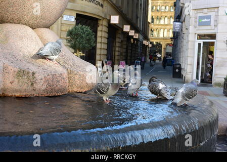 Les pigeons dans la fontaine de Manchester Banque D'Images