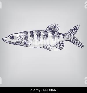 Le brochet dans l'eau Illustration de Vecteur