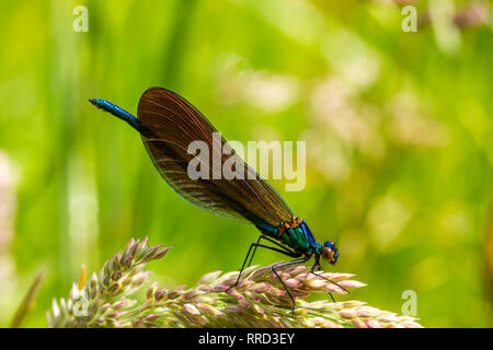 Détail d'un beau mâle libellule, également connu sous le nom de Demoiselle Agrion (Calopteryx virgo) reposant sur une GrassFlower à côté de la rivière Torridge. Banque D'Images