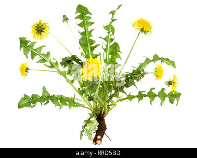 Pissenlit fleur avec la racine sur fond blanc Banque D'Images