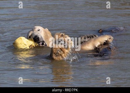 Nobby l'ours polaire se refroidit au Yorkshire Wildlife Park au cours de temps exceptionnellement doux. Banque D'Images