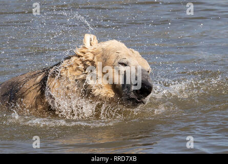 Nobby l'ours polaire se refroidit au Yorkshire Wildlife Park au cours de temps exceptionnellement doux. Banque D'Images
