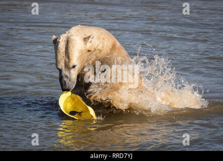 Nobby l'ours polaire se refroidit au Yorkshire Wildlife Park au cours de temps exceptionnellement doux. Banque D'Images