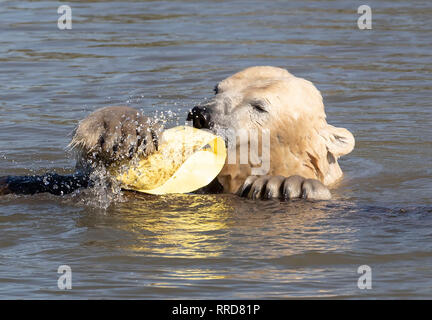Nobby l'ours polaire se refroidit au Yorkshire Wildlife Park au cours de temps exceptionnellement doux. Banque D'Images