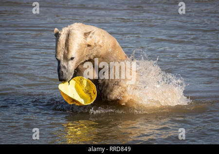 Nobby l'ours polaire se refroidit au Yorkshire Wildlife Park au cours de temps exceptionnellement doux. Banque D'Images