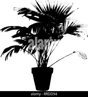 . Les fleuristes [microforme] examen. La floriculture. NOVBMBBB 10, 1921 Les fleuristes^ Examen 17 AVIS LES PRIX PALMS ET CYCLAMENS Pas d'interruption des livraisons a été causé par l'incendie du 17 octobre et nous sommes en mesure de remplir rapidement, avec d'excellentes actions, toutes les commandes nous a envoyé. Pour diffusion immédiate Le cyclamen et maison de l'expédition. Le Latania borbonica (palmier de Chine) le Latania Palms, 7-in. des pots, buissonnante, bien- plantes racinées à 1,50 $ chacun juste ce qu'il vous needHto «aider dans vos décorations.. Veuillez noter que ces images sont extraites de la page numérisée des images qui peuvent avoir été retouchées numériquement pour plus de lisibilité - colo Banque D'Images