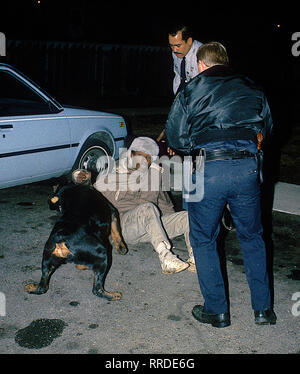 Langley Park, Maryland. 12 mars 1988, Prince George's County Maryland policiers utiliser un chien pour les aider à appréhender un présumé trafiquant de cocaïne crack qui avait couru sur le dessus de la voiture bleue en essayant de s'éloigner du bureau. Le handler canin a envoyé le chien jusqu'à la voiture pour faire glisser le suspect jusqu'à l'endroit où ils pourraient empêcher le suspect et compléter l'arrestation. Credit : Mark Reinstein / MediaPunch Banque D'Images