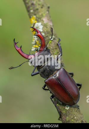 The Stag beetle Lucanus cervus en République Tchèque Banque D'Images