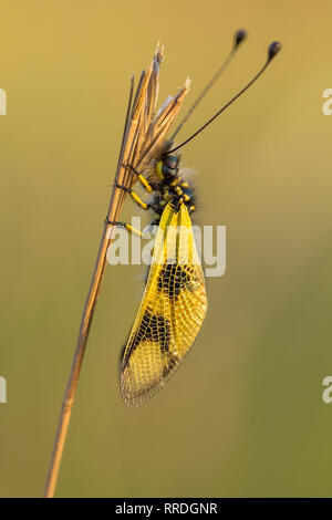 Belle Owlfly Libelloides macaronius en République Tchèque Banque D'Images