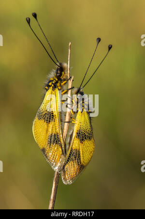 Belle Owlfly Libelloides macaronius en République Tchèque Banque D'Images