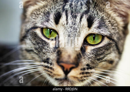 Portrait d'un pur-sang à rayures gris et brun chat tigré avec des yeux vert jaune Banque D'Images