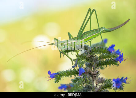 Bush cricket ou magicien dopés Saga pedo en République Tchèque Banque D'Images