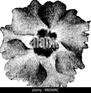 . Les fleuristes [microforme] examen. La floriculture. Une fois à l'écriture des bulbes de nénuphar pour Bambou prix des graines de fleurs Graines d'arbre Cycas quitte T. SAKATA &AMP ; CO. Kanagawa, Japon, mais ^ la qualité. Office : No 1 KITANAKADORI ITCHOME :- : YOKOHAMA ?Moiition wlicu Tlio Review vous écrire.. Pour les souches d'arbre, fleurs et légumes de la FERME . . Graines Écrire à Watkins &AMP ; Simpson, Ltd. 27-29 Drury Lane DE LONDRES, ANGLETERRE Mfntion IJovicw wliiii yoii Tho écrire. DREVONTEGELAAR Wholotal &AMP ; CO.* français Producteurs ampoule 1133 BROADWAY NEW YORK forestières à Ollioules, FRANCE Chas. Schwake &AMP ; Co., inc. le muguet l Banque D'Images