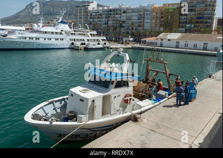 Pêcheurs déchargent leurs prises de poissons frais sur le quai au port de Denia, Espagne. Banque D'Images