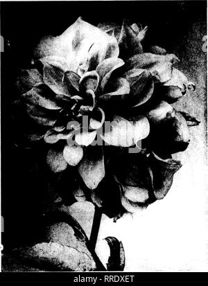 . Les fleuristes [microforme] examen. La floriculture. Max 19, 1921 Les fleuristes^ Examen 17 Dahlia Patrick O'Mara la médaille d'or 1920 Fleurs Dahlia sera en grand detnand à l'automne prochain à bon prix. 'Rul)er&gt ; apportera une higb : le printemps suivant. Être prêt à répondre à la demande et faire un bon profit Patrick O'Mara a commencé à travailler comme un garçon pour Peter, lleiiderson et grt-w jusqu'à la maison, devenir directeur général. En reconnaissance de ses efforts tout au long de la vie pour horticidture, nous avons appelé pour lui cette, le meilleur Dahlia nous avons envoyé dans près de mettre un terme à un siècle de plus en plus fiables sur le stock reçu &Lt ; iol Banque D'Images