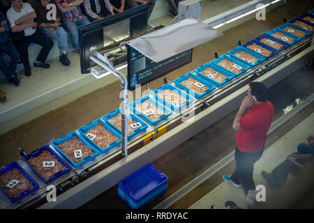 Les gens qui achètent du poisson frais au marché de poisson de Denia, Espagne. Banque D'Images