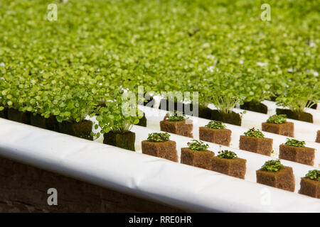 Bébé cresson de plantes en culture hydroponique avec éponge phénoliques et 2 tailles différentes Banque D'Images