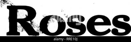 . Les fleuristes [microforme] examen. La floriculture. 38 Les fleuristes^ ^- Examen"-"^ »•^ ^» XNAS POUR VOS BESOINS ONT VOS CLIENTS Dites-le avec des fleurs du Budlong LE GENRE QUI SONT TENUS DE DONNER SATISFACTION RUSSELL PREMIER MINISTRE DE LA Colombie-britannique, MILADY HEARST. Elxcellent OPHELIA Papillon Blanc SUNBURST DOUBLE FINE QUAUTY CRUSADER KILLARNEY DANS TOUTES LES PRINCIPALES variétés que nous avons la seule alimentation de la Nesbit Rose sur ce marché les ŒILLETS ^^s' récolte pleine y compris les meilleurs Mme C. W. Ward sur ce marché, sans exception des Marguerites, Calendulas, les petits pois, de violette, de lis de Pâques, les Blancs du papier jaune, narcisses, Stev Banque D'Images