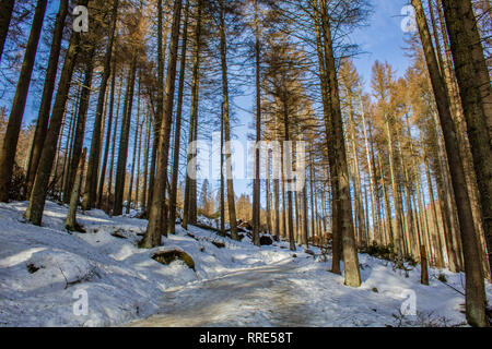 Paysage couvert de neige dans la forêt, le parc national du Harz, Allemagne Banque D'Images