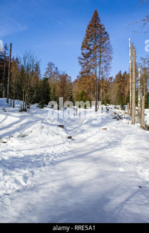 Paysage couvert de neige dans la forêt, le parc national du Harz, Allemagne Banque D'Images