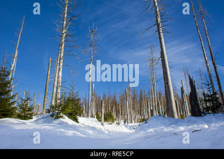 Paysage couvert de neige dans la forêt, le parc national du Harz, Allemagne Banque D'Images