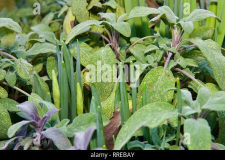 Salvia officinalis 'Purpurascens' purple sage Banque D'Images