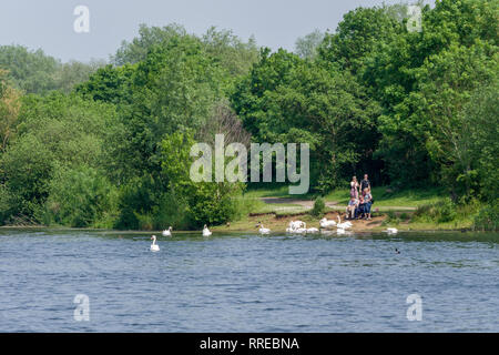 Une vue sur le lac à l'Harrold Odell Country Park, Bedfordshire, Royaume-Uni ; un groupe de personnes nourrir les cygnes à l'extrême de la banque. Banque D'Images