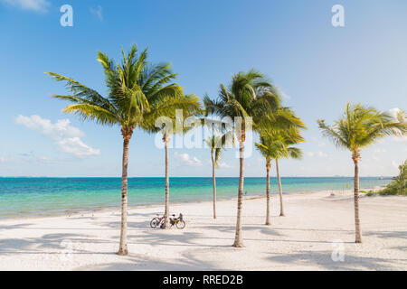 Plage de sable blanc de Cancun, au Mexique, avec des palmiers avec bicyles appuyé contre eux. Banque D'Images