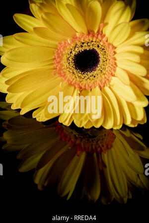 Gerbera Jaune unique avec la réflexion Banque D'Images