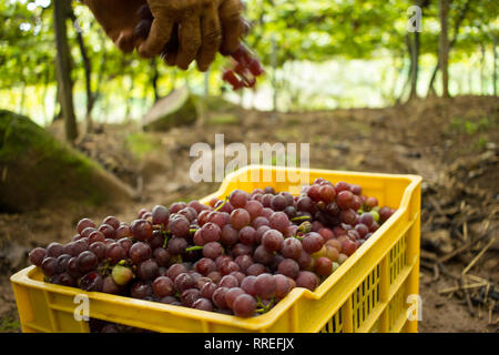 Vineyard - Man's hands mettre les raisins à l'intérieur de l'encadré jaune rose Banque D'Images