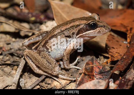 Grenouille des marais à rayures Banque D'Images