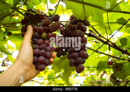 Vendanges - homme part recueillir les raisins dans une vigne rose Banque D'Images