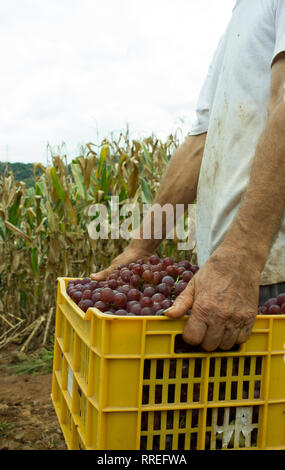 Vineyard - Man's hands holding une boîte en plastique remplie de raisin rose Banque D'Images