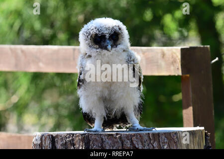 Close up portrait of a baby Brown Owl Strix leptogrammica (bois) Banque D'Images