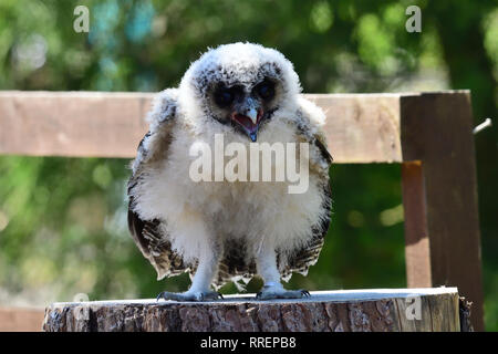 Close up portrait of a baby Brown Owl Strix leptogrammica (bois) Banque D'Images