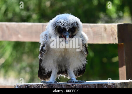 Close up portrait of a baby Brown Owl Strix leptogrammica (bois) Banque D'Images