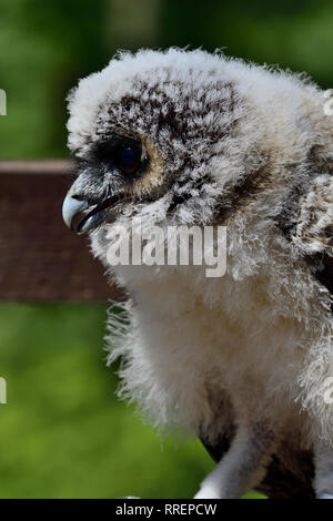 Close up portrait of a baby Brown Owl Strix leptogrammica (bois) Banque D'Images