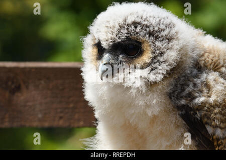 Close up portrait of a baby Brown Owl Strix leptogrammica (bois) Banque D'Images