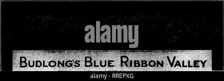 . Les fleuristes [microforme] examen. La floriculture. 27, 1921 JANDARX^ Les fleuristes 39 d'examen. De NOUVEAU EN STOCK IMPORTANT RUSSELL PREMIER MINISTRE DE LA Colombie-britannique, MILADY HEARST OPHELIA Elxcellent SUNBURST DOUBLE BLANC PAPILLON Roses CRUSADER Killarney Nous avons la seule alimentation de la Nesbit Rose sur ce marché les ŒILLETS "^^^ bonne récolte y compris les meilleurs Mme C. W. Ward sur ce marché, sans exception, les jonquilles, tulipes, jacinthes Romain Freesia, Marguerites, Calendulas, les petits pois, de violette, de lis de Pâques, Callas, papier blanc, jaune narcisses, Stevia, pensées et toutes les autres fleurs de saison. Fougères, Adiantum, lierre, Mexicaine Banque D'Images