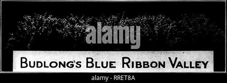 . Les fleuristes [microforme] examen. La floriculture. 36 L'examen pour fleuristes, 20 janvier 1921. De NOUVEAU EN STOCK IMPORTANT RUSSELL PREMIER MINISTRE DE LA Colombie-britannique, MILADY HEARST OPHELIA Excellent Roses PAPILLON DOUBLE BLANC SUNBURST CRUSADER Killarney Nous avons la seule alimentation de la Nesbit Rose sur ce marché les ŒILLETS "^^^ bonne récolte y compris les meilleurs Mme C. W. Ward sur ce marché, sans exception les jonquilles, tulipes, jacinthes, Marguerites, Romain Calendulas, les petits pois, de violette, de lis de Pâques, Callas, papier blanc, jaune narcisses, Stevia, pensées et tous les autres d'avoir couper {« s'abaisse. Fougères, Adiantum, mexicains, prune Ivy Banque D'Images