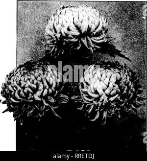 . Les fleuristes [microforme] examen. La floriculture. 14 L'examen pour fleuristes Januaux CHRYSANTHEMIMS 20, 1921 La liste des chrysanthèmes nous offrons pour la saison de 1921 montre de nombreux changements par rapport à ceux de la saisons précédentes et ce sont, selon nous, un grand avantage pour nous et pas de préjudice causé à notre commerce. Nous avons éliminé de nombreuses variétés, Iceeping seulement comme l'ont montré qu'elles avaient vraiment besoin de maintenir un équilibre de couleur et de saison. Cette sélection a éliminé de nombreuses pour lesquelles nous pouvons avoir des appels durant la saison de plantation, mais dans la liste présentée nous avons le supérieur de la jetée de variété. Ou Banque D'Images